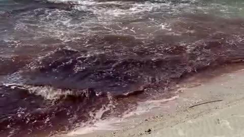 Shark attack on the beach