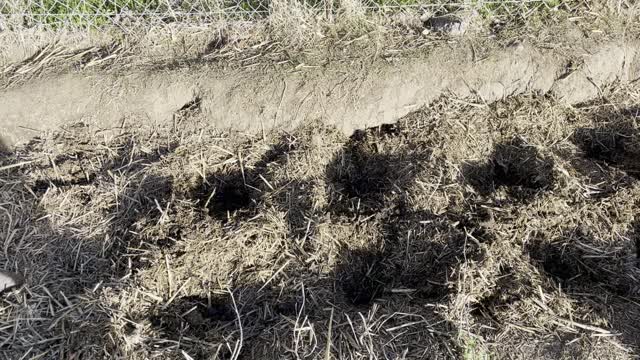 Potato planting