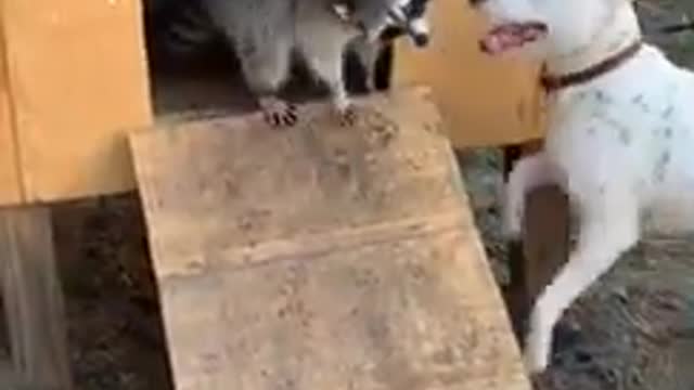 Ninja raccoon breaks into dog's house and takes claim!