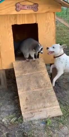 Ninja raccoon breaks into dog's house and takes claim!