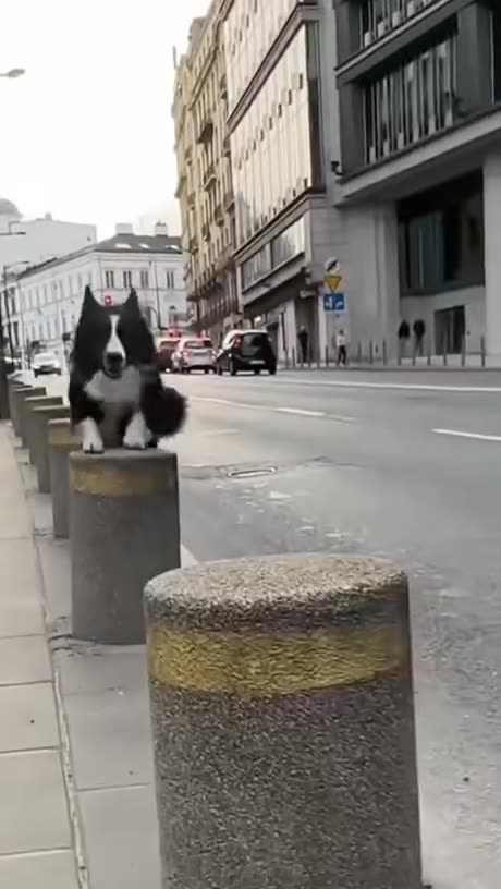 But DO NOT Get A Border Collie, they are hyperactive 😍