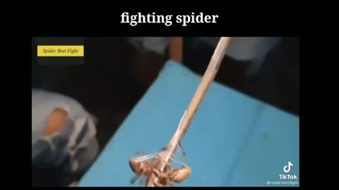 Fighting spider