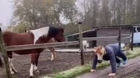 Baby Dogs - Cute and Funny Dog Video