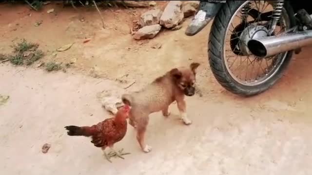 chicken vs dog fight sweet