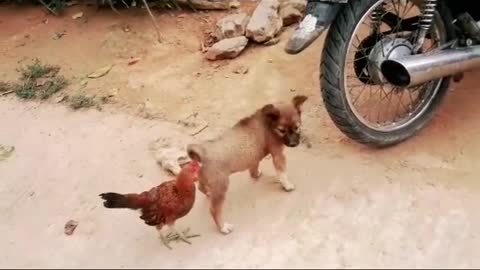 chicken vs dog fight sweet