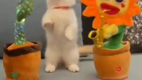 dancing cat