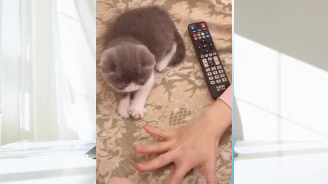 Funny And Cute Cat'S Life Cats And Owners Are The Best Friends Videos