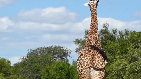 If you love Giraffe then this video is for you!!!