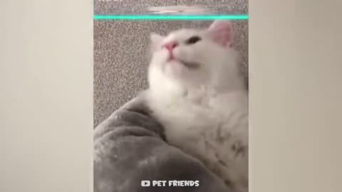 Funny Dog & Cats Video 🐶 🐱