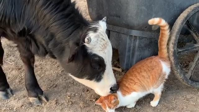 Kitty and Cow Hide and Seek