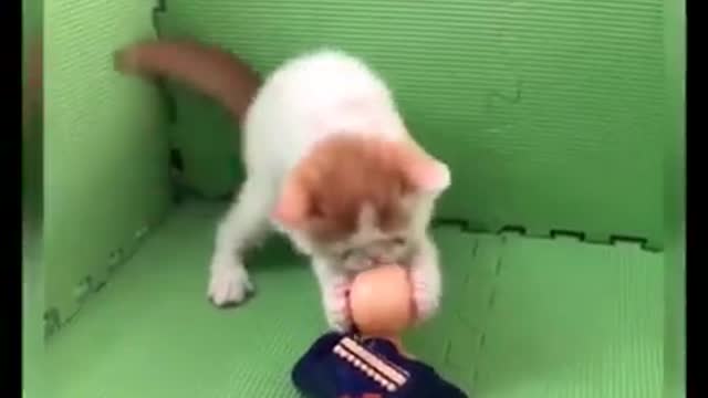 Cats and toys funny and cute