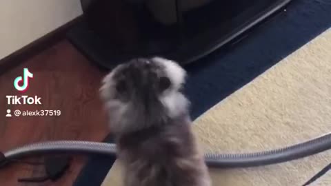 My cat