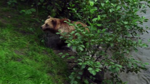 The brown bear swims in the river