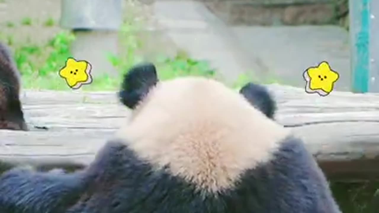 Supper Funny Panda 🐼 076