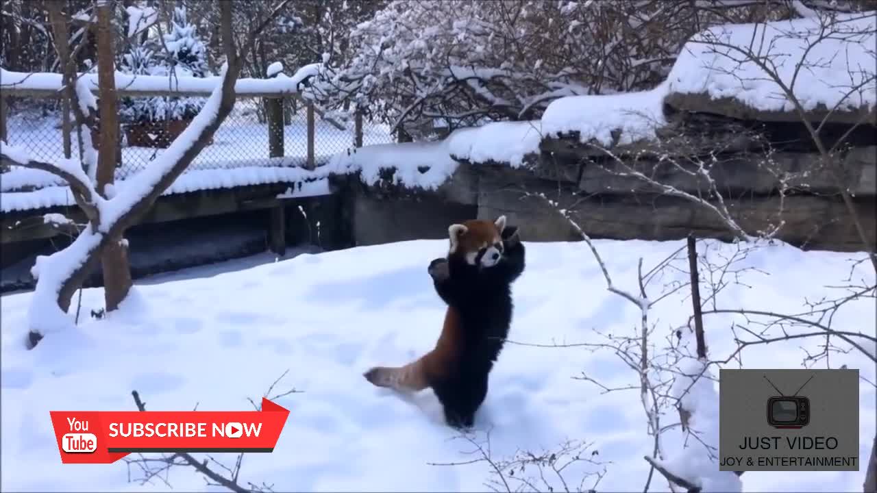 Funny Panda and Red Panda-Funny crazy Compilation 2021