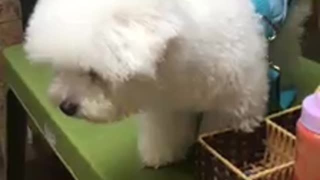 Bichon| Does anyone help me with, I'm afraid of heights<3!!!