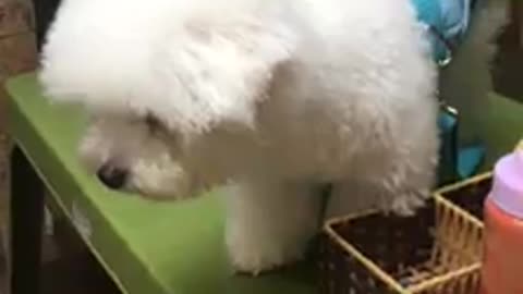 Bichon| Does anyone help me with, I'm afraid of heights<3!!!