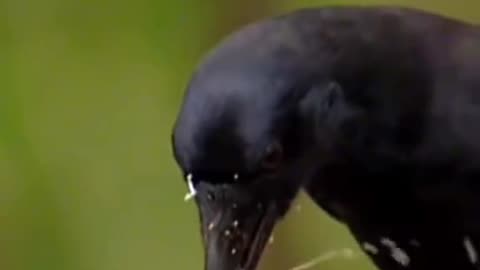 Super smart bird