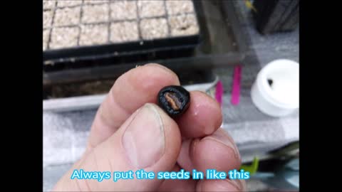 How to : Germinate musa and ensete bananas