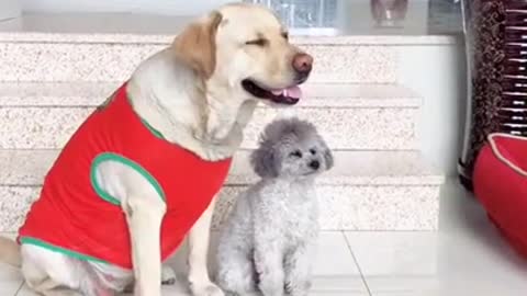 Cute puppies doing very funny thing