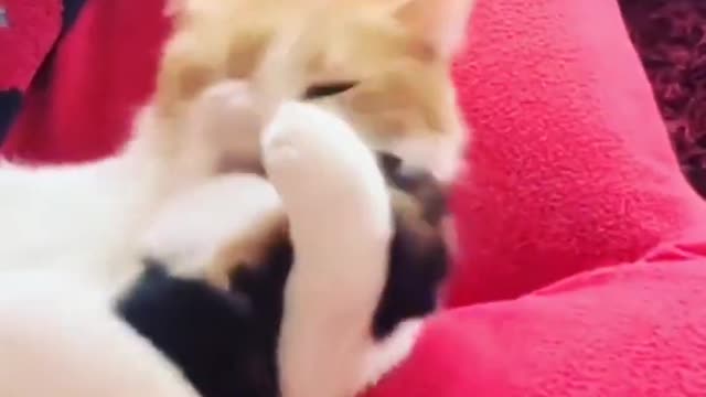 Cat sleeping video 😺😺