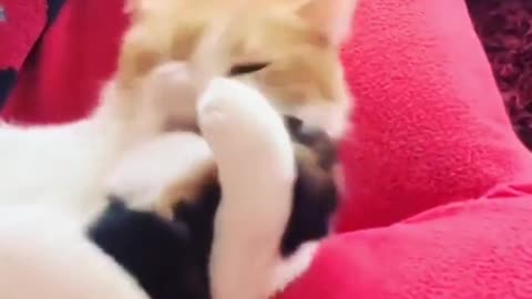 Cat sleeping video 😺😺