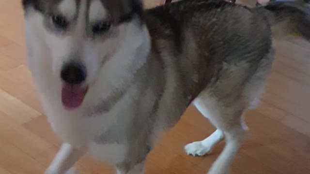 Excited husky