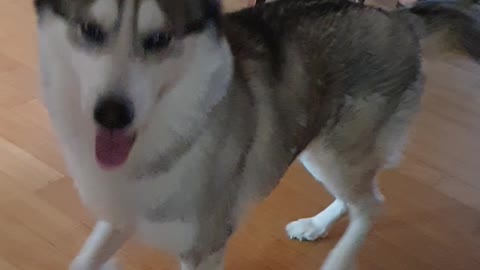 Excited husky