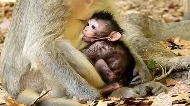 compilation | baby animals 79 | cute animals 79 | kids #shorts