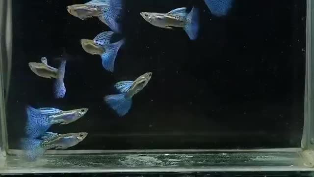 Very Beautiful Blue Grass Guppy Fish