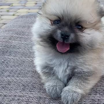 Amazing puppy check him out