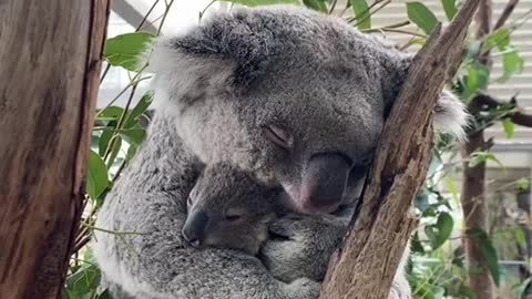 Koala Hug