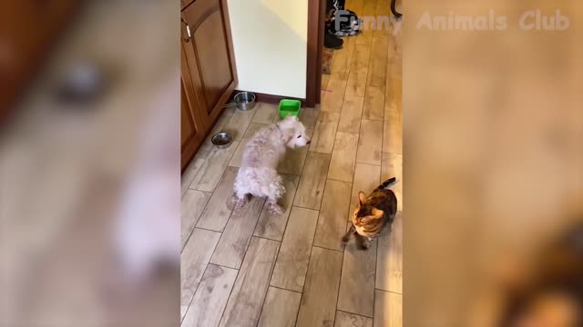 Funniest animal videos on the internet