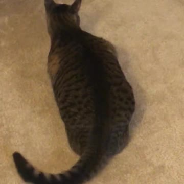 Cat Is Terrified Over Her Reflection in The Mirror