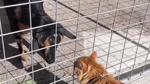 Full fun of market with 🐈🐈🐈