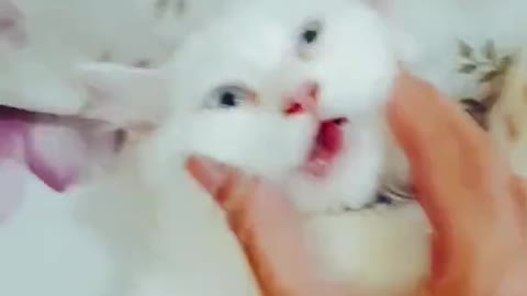 Cute cat #shorts