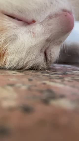 Cute Baby Cat Sleeping