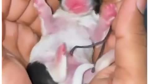 Pitbull new born baby//Pitbull dog //Pitbull cute puppy baby //#short