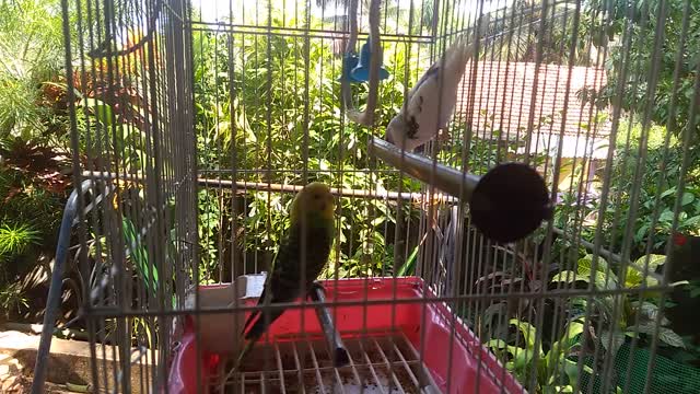 Bird doing stunts
