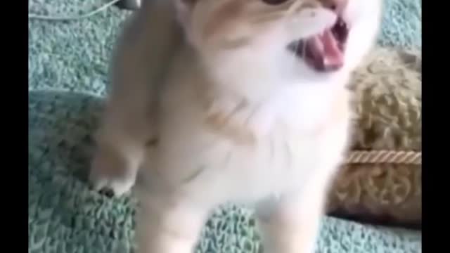 Cat funny videos | baby cute cat | #viral