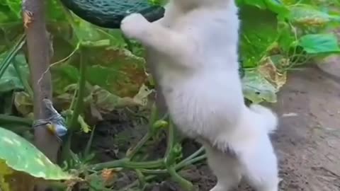 So Cute animal 🥰 🐕 Dog video