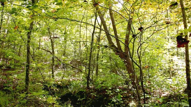 Relaxing In the Woods