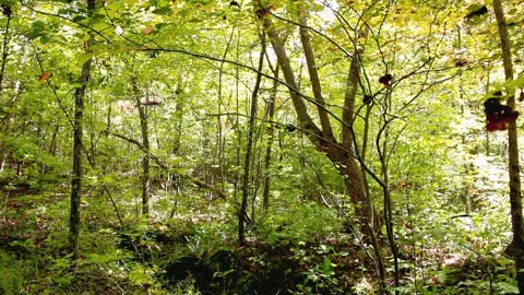 Relaxing In the Woods