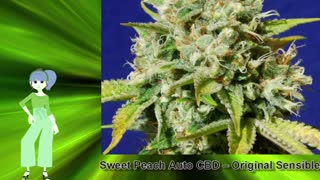 Sweet Peach Auto CBD – Original Sensible