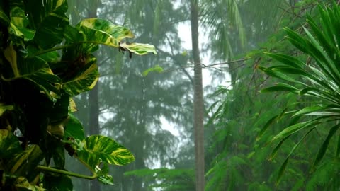 Rain Background Video.