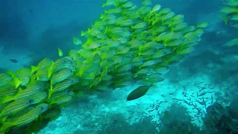 Underwater fishes seems to be very beautifull.