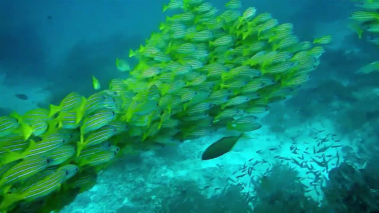 Underwater fishes seems to be very beautifull.