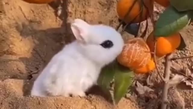 Lovely rabbit na