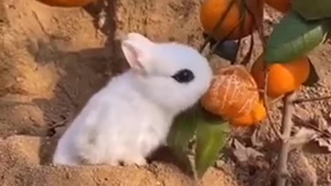 Lovely rabbit na