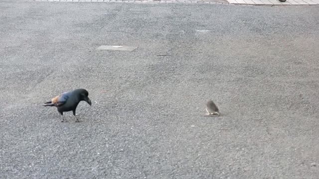 The crow is antagonizing the mouse.